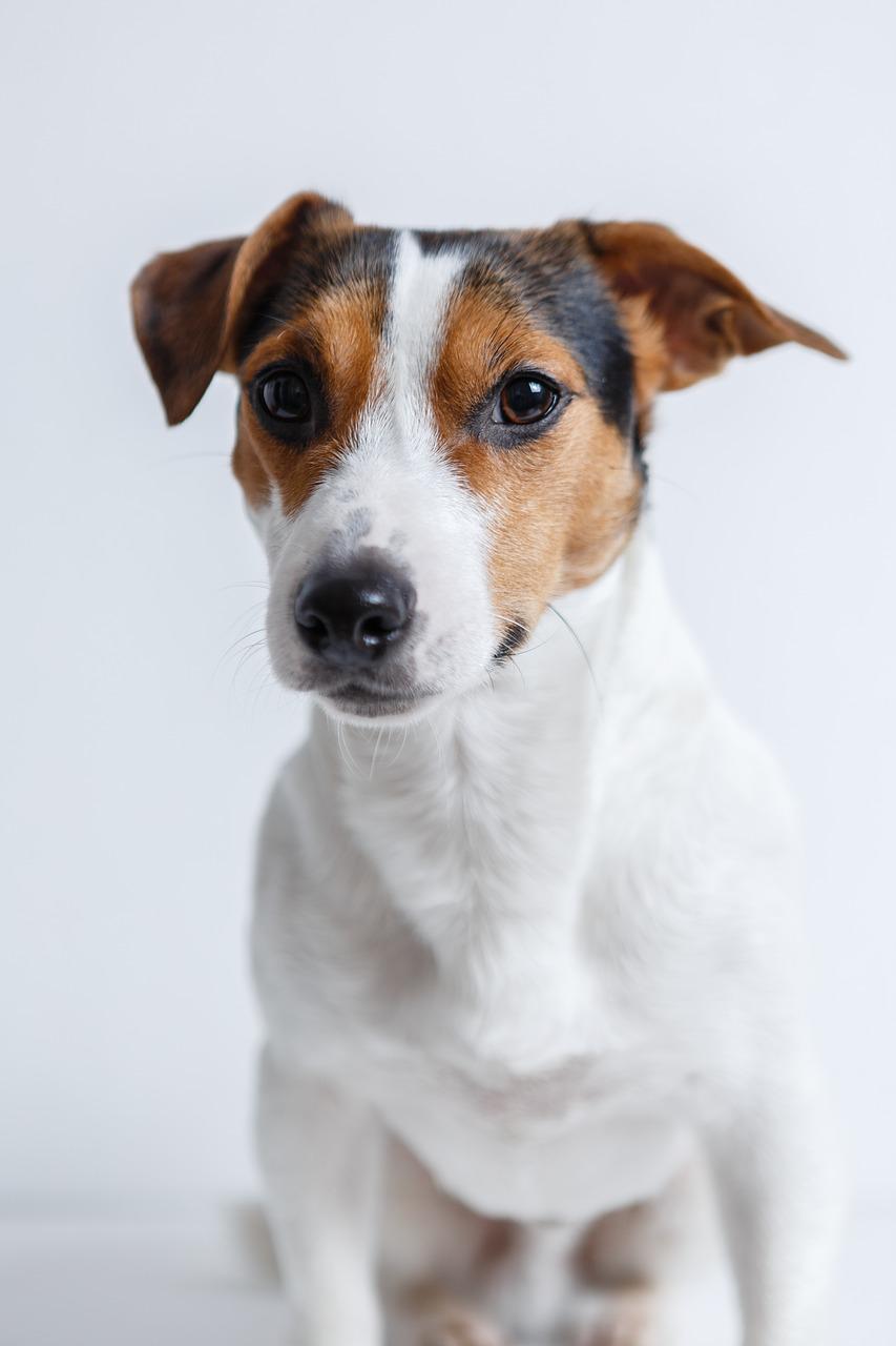 jack russell, dog, pet-2029214.jpg